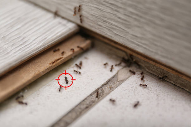Best Termite Control Services  in Eerlin, ND