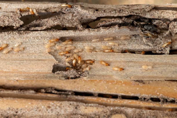 Professional Pest Control in Enderlin, ND